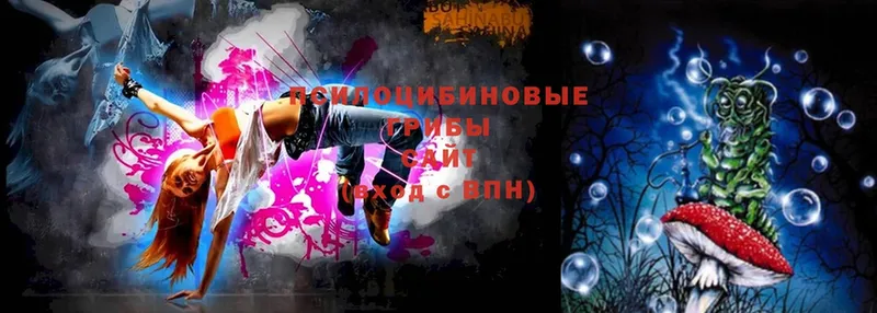 Галлюциногенные грибы Psilocybe  Щёлкино 